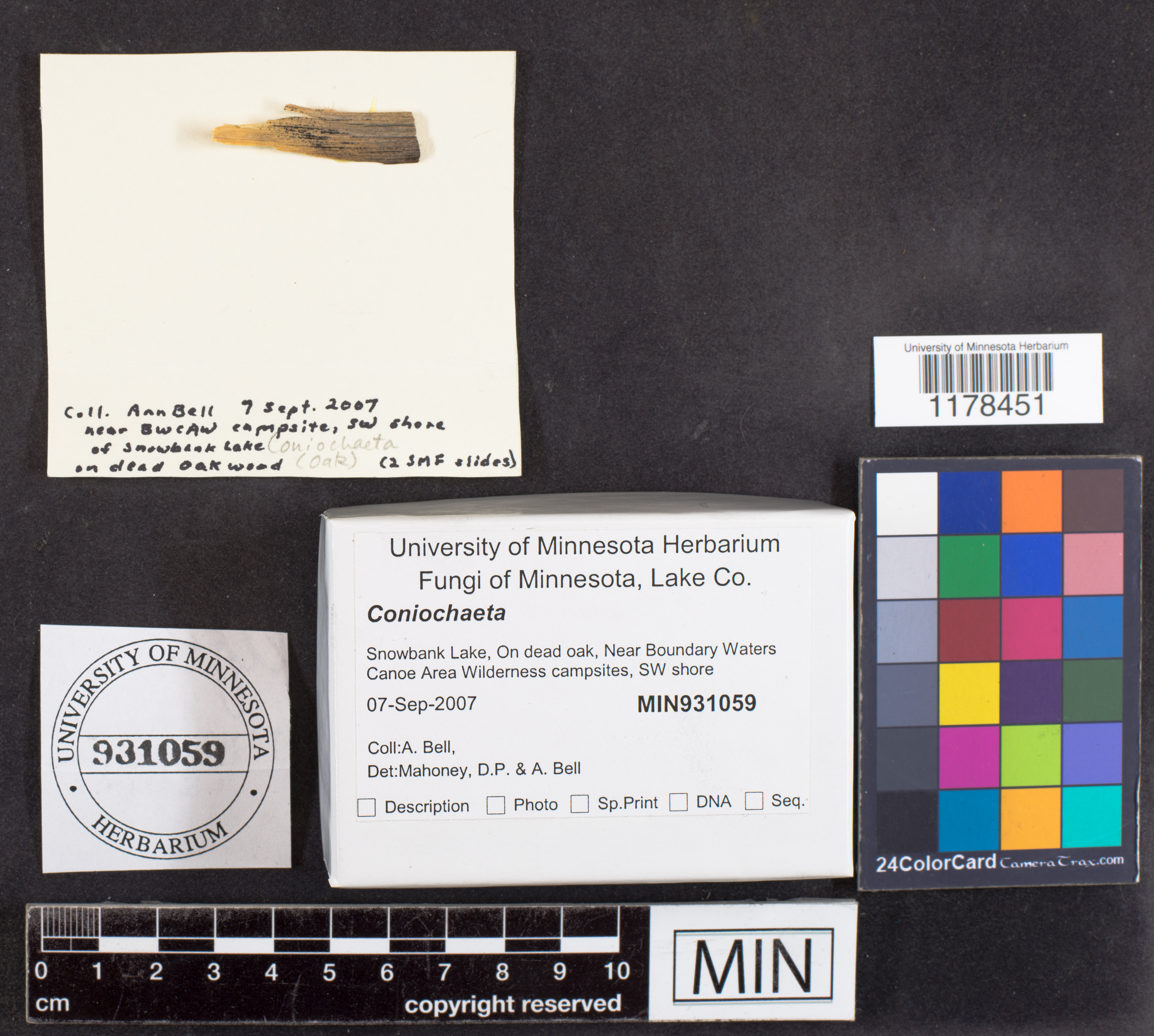 Coniochaetaceae image