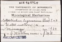 Colletotrichum lagenarium image