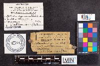 Colletotrichum lagenarium image