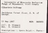 Ciborinia bifrons image