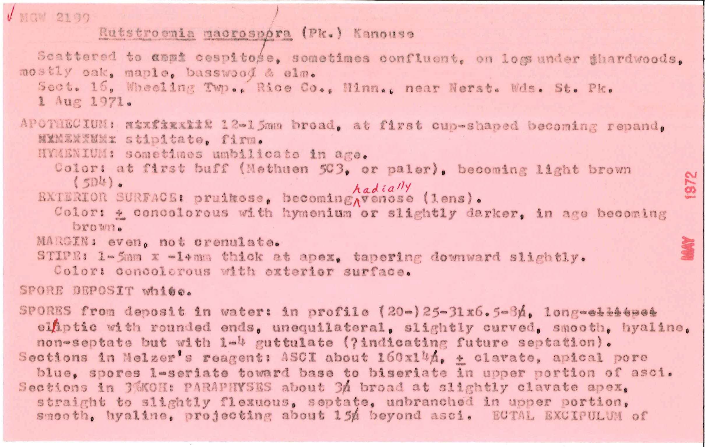 Tatraea macrospora image