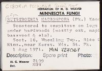 Tatraea macrospora image