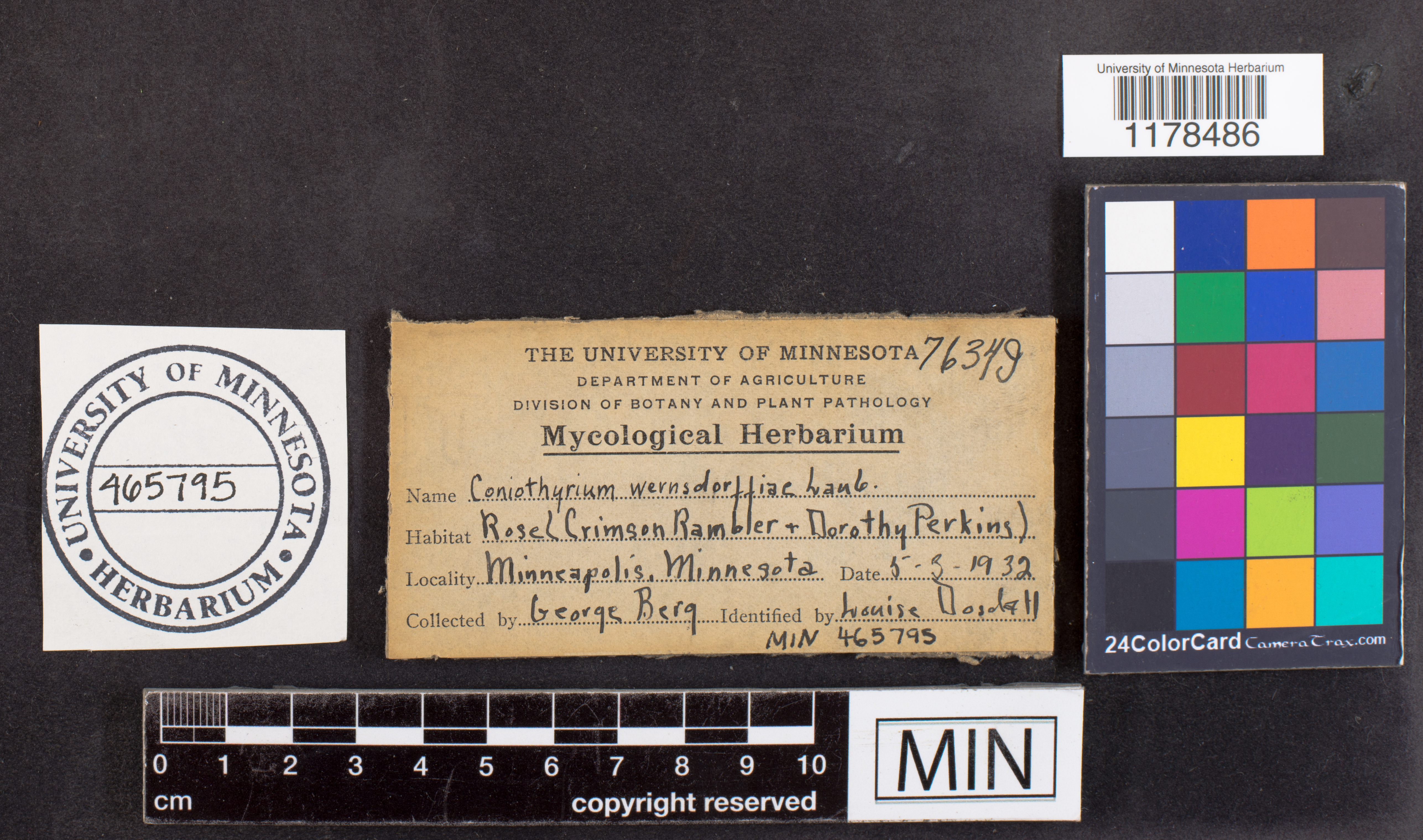 Coniothyrium wernsdorffiae image