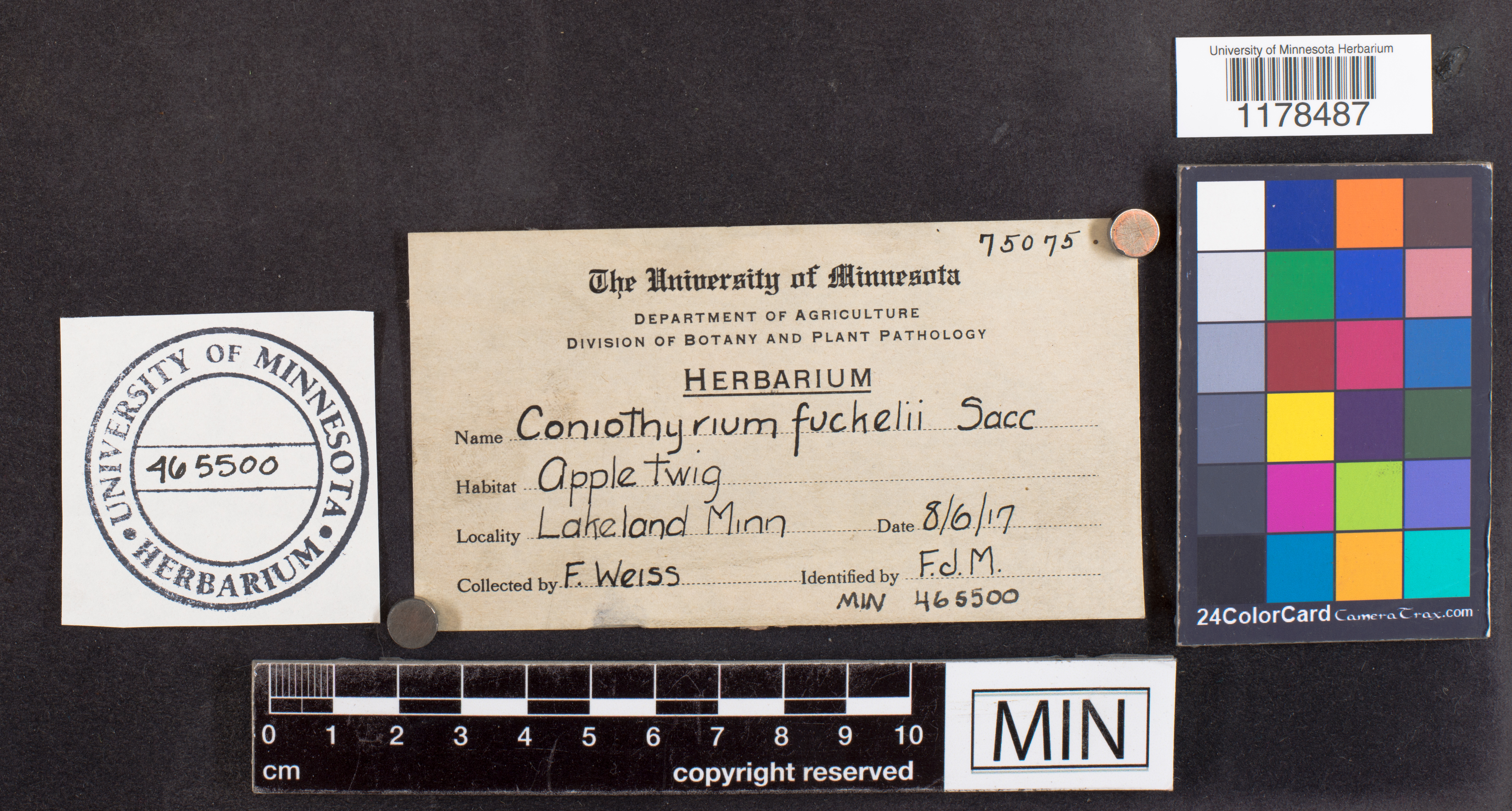 Leptosphaeria coniothyrium image