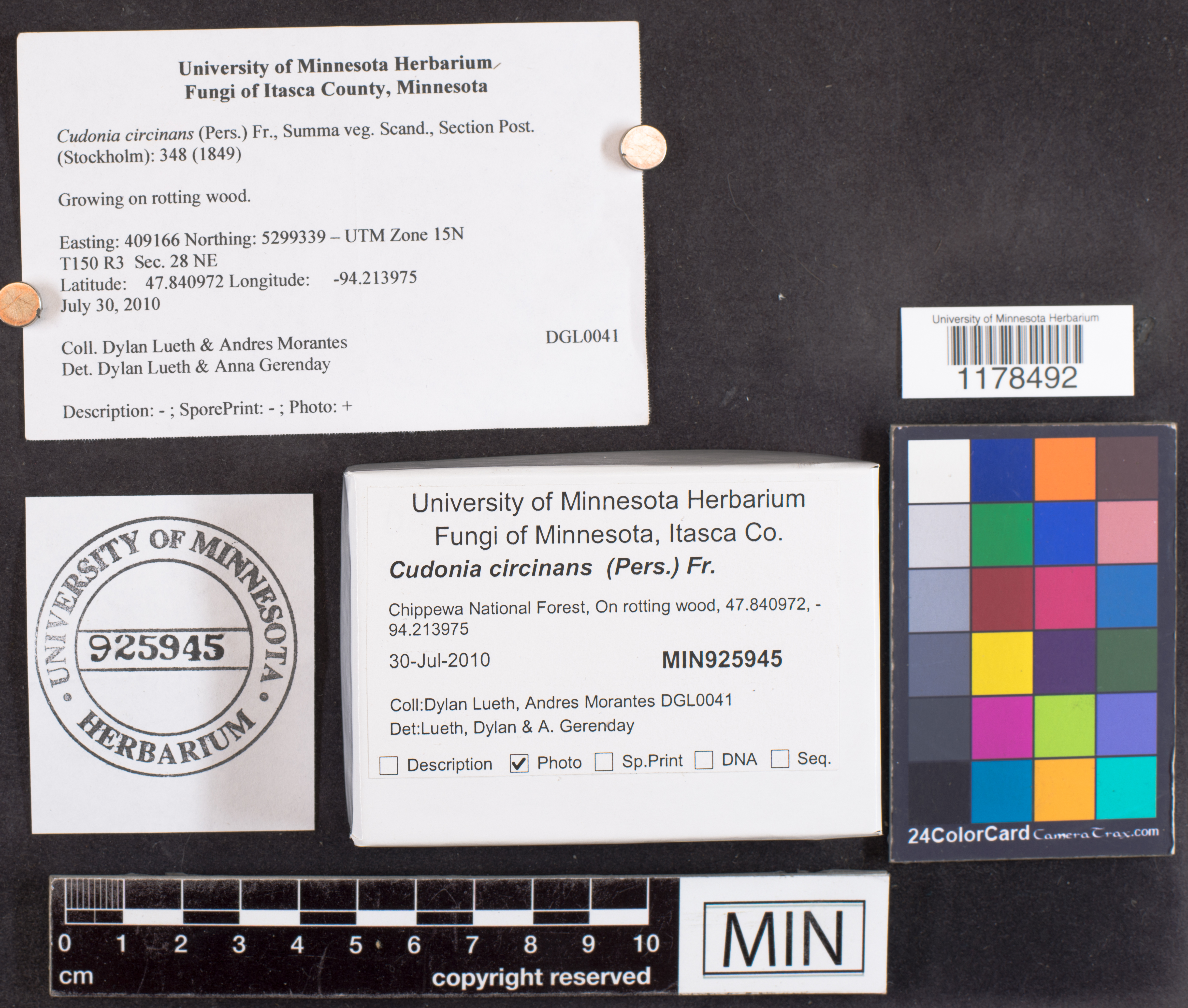 Cudonia circinans image