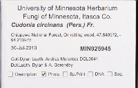 Cudonia circinans image