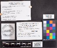 Media resource of Cudonia circinans