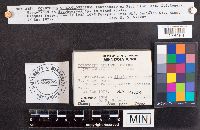 Elaphocordyceps ophioglossoides image