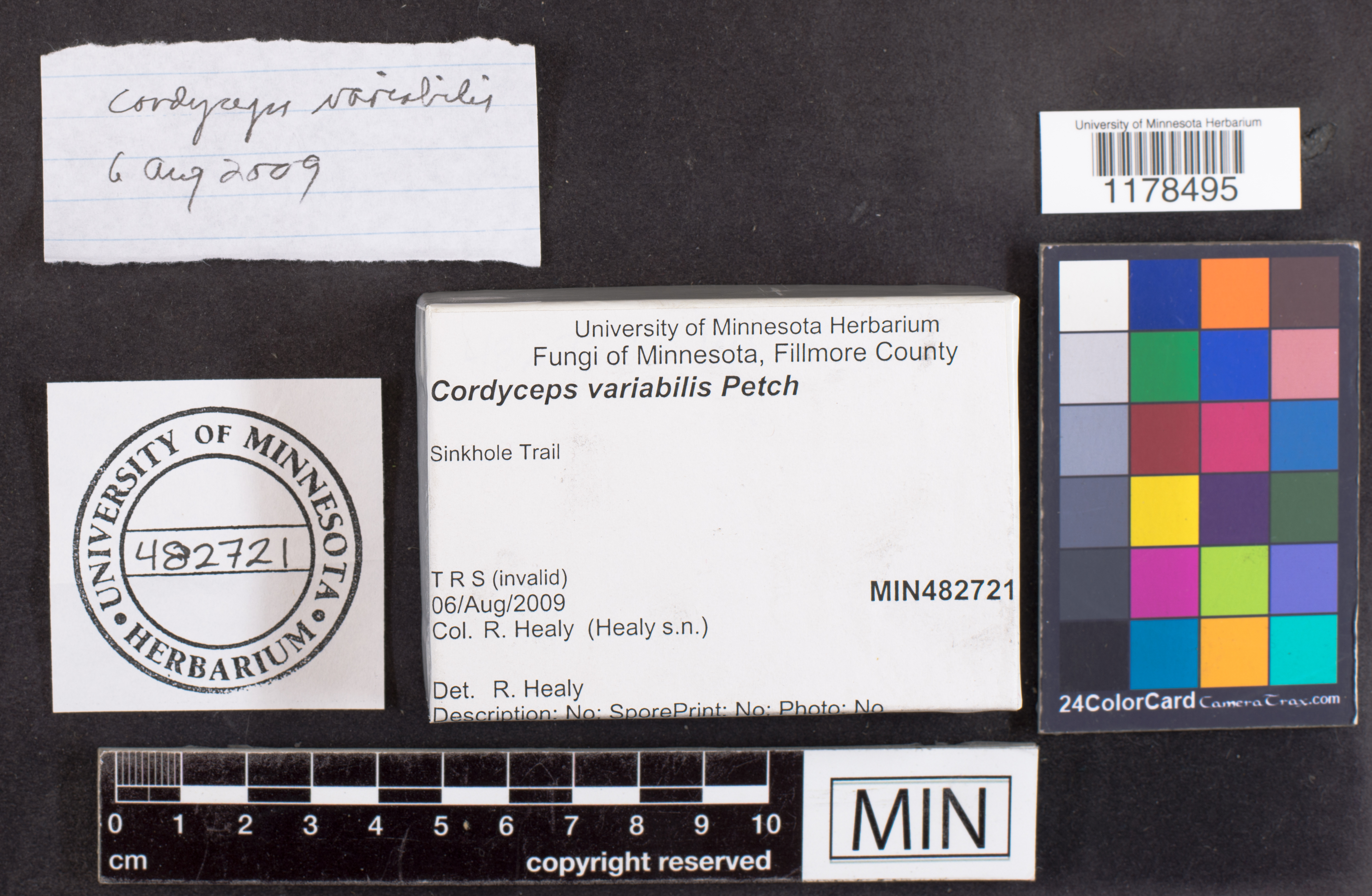 Albugo portulacae image