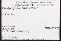 Albugo portulacae image