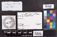 Media resource of Albugo portulacae