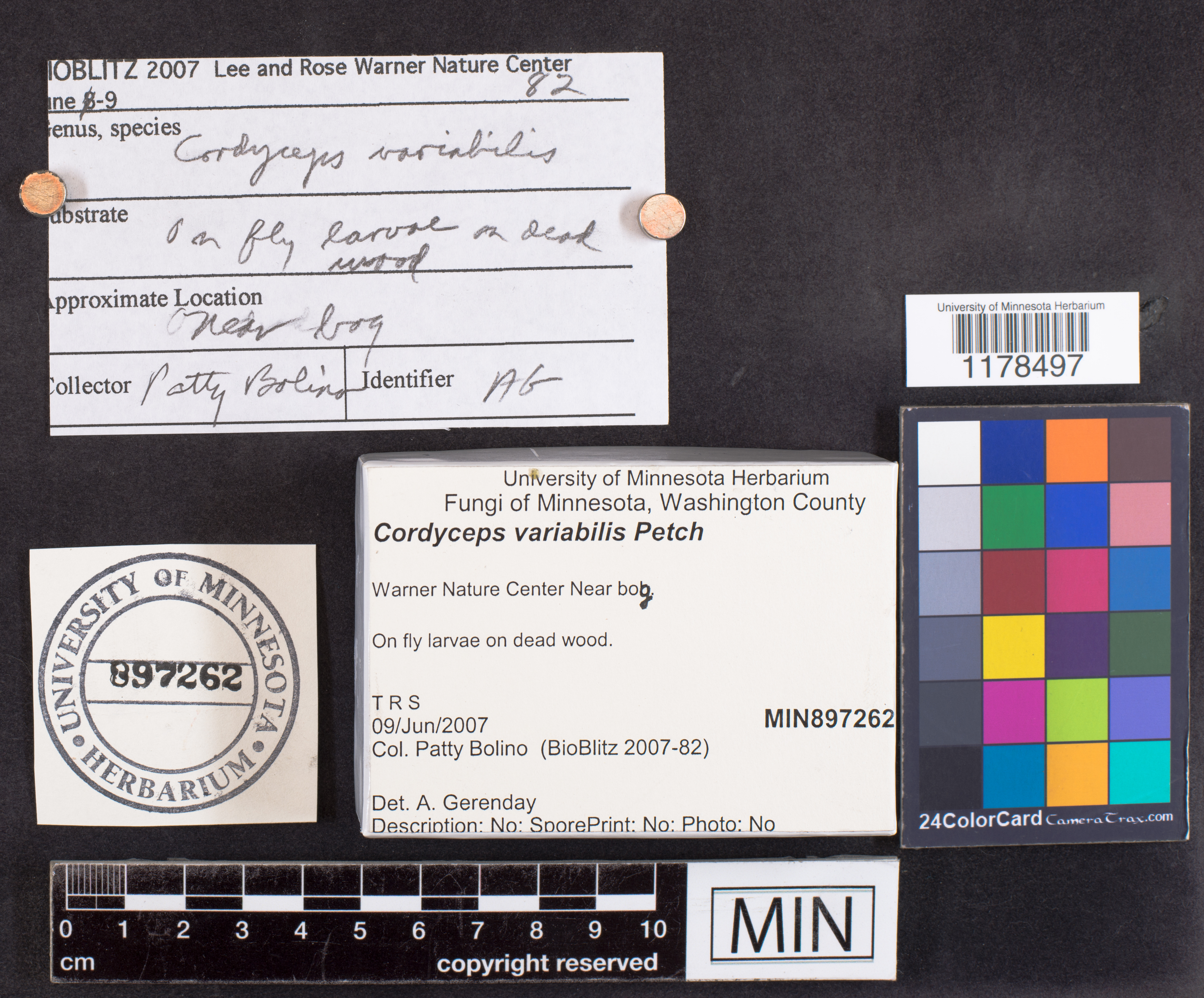 Cordyceps variabilis image