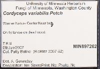 Cordyceps variabilis image