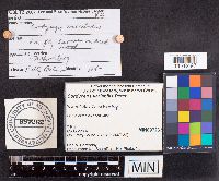 Media resource of Cordyceps variabilis