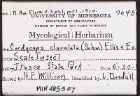 Cordyceps clavulata image