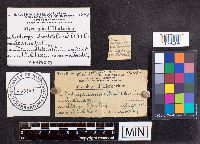 Cordyceps clavulata image