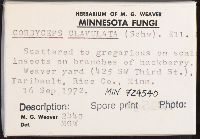 Cordyceps clavulata image