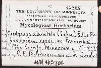 Cordyceps clavulata image