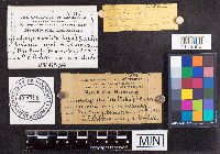 Cordyceps clavulata image