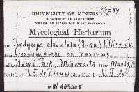 Cordyceps clavulata image