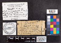 Cordyceps clavulata image