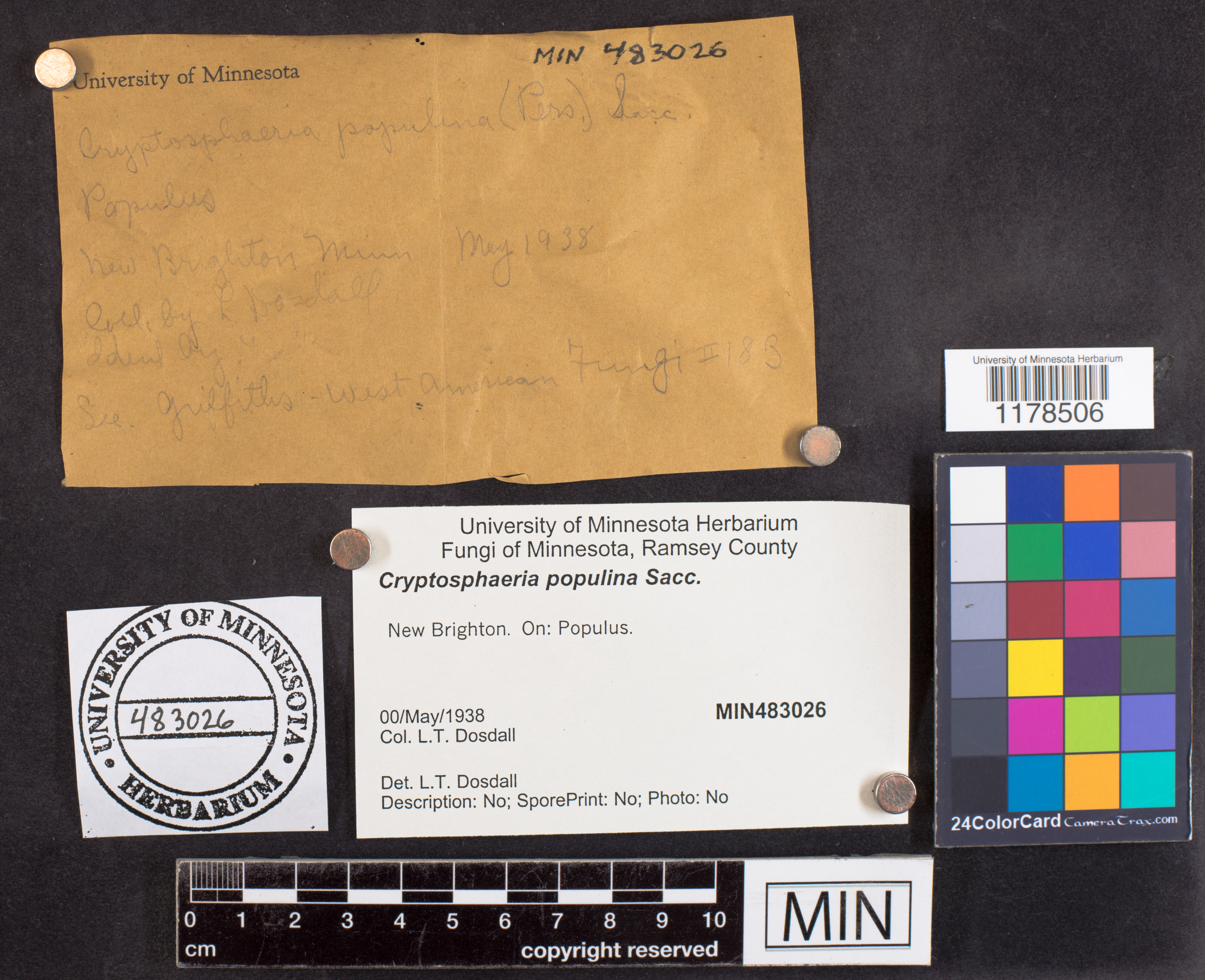 Cryptosphaeria ligniota image