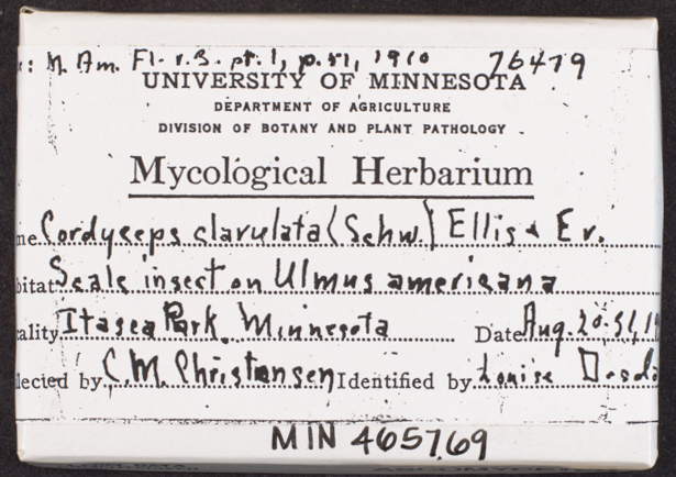 Cordyceps clavulata image