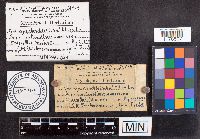 Cordyceps clavulata image