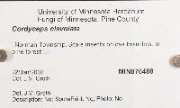 Cordyceps clavulata image