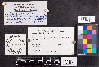 Cordyceps clavulata image