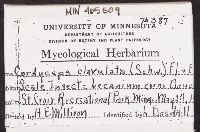 Cordyceps clavulata image