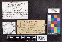 Cordyceps clavulata image