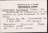 Cordyceps clavulata image
