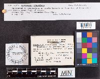 Cordyceps clavulata image