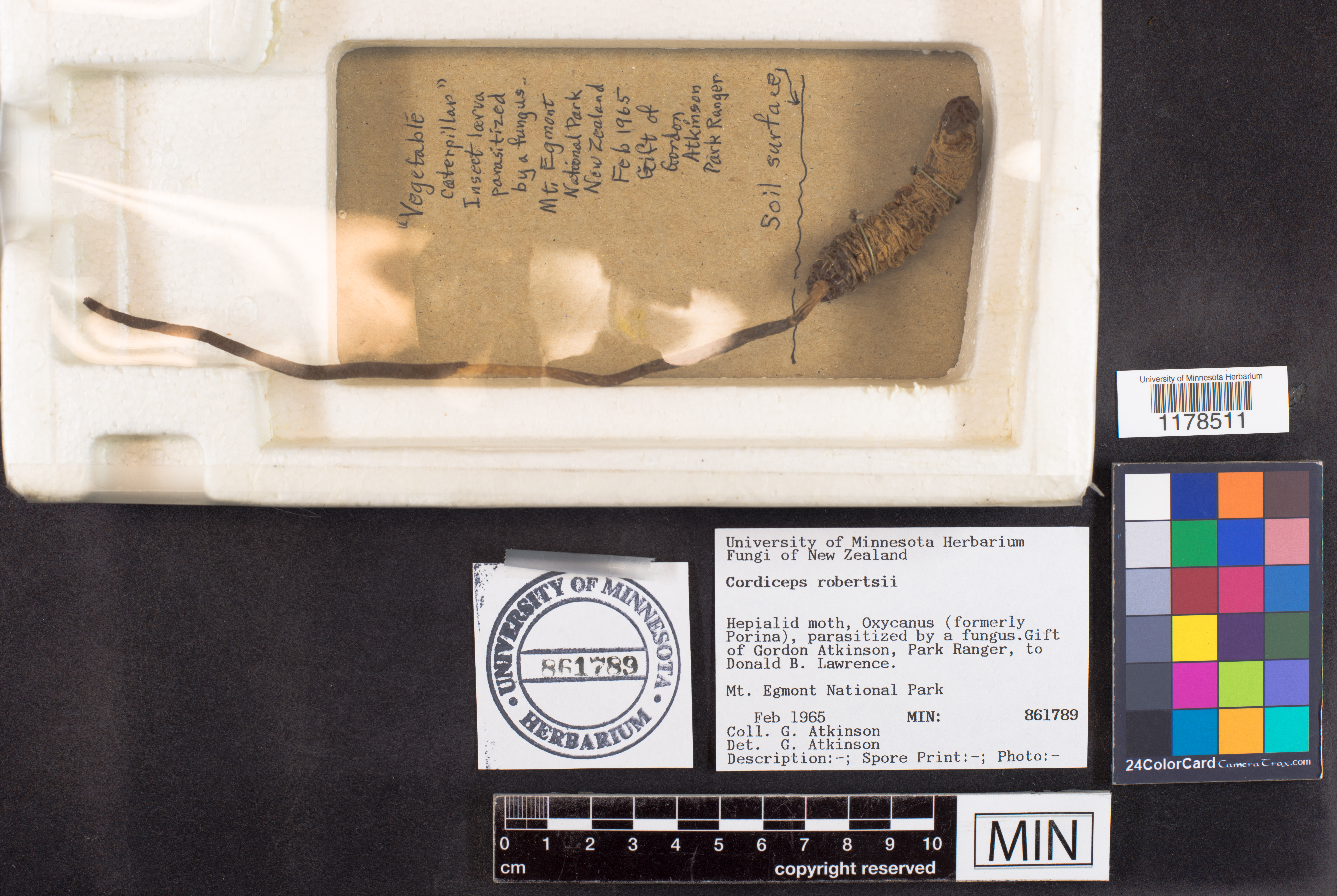 Ophiocordyceps robertsii image