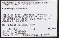 Ophiocordyceps robertsii image