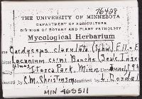 Cordyceps clavulata image