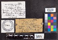 Cordyceps clavulata image