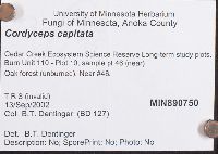 Elaphocordyceps capitata image