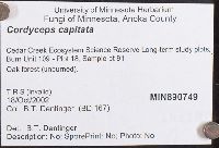 Elaphocordyceps capitata image
