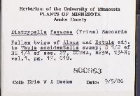 Diatrypella favacea image