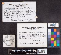 Diatrypella favacea image