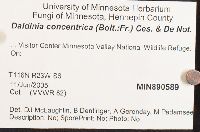 Daldinia concentrica image
