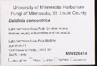 Daldinia concentrica image