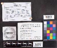 Daldinia concentrica image