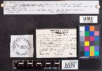 Daldinia concentrica image