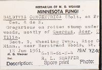 Daldinia concentrica image