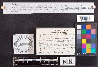 Daldinia concentrica image