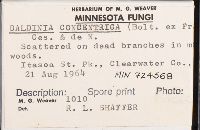 Daldinia concentrica image