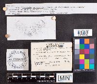 Daldinia concentrica image